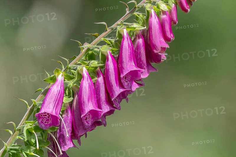 A purple flower with a white centre can be seen in the picture. The flower is surrounded by green leaves and has a menacing appearance. The scene is serene and peaceful as the flower is in a natural setting. Bas rhin, Alsace, France, Europe