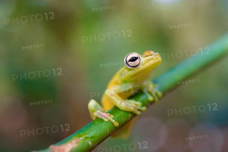 Glass frog (Centrolenidae) sitting on a stem, Heredia province, Costa Rica, Central America