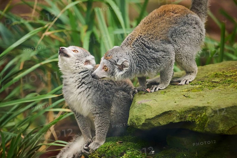 Crowned lemurs (Eulemur coronatus) couple, sitting on the ground, Germany, Europe