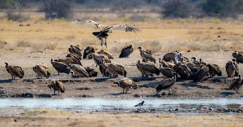 White-backed vulture (Gyps africanus), group at the waterhole, Khama Rhino Sanctuary, Botswana, Africa