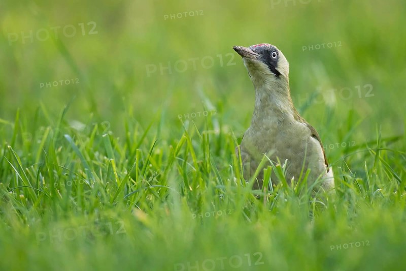 Green woodpecker (Picus viridis), young bird foraging in meadow, Rosensteinpark, Stuttgart, Baden-Württemberg, Germany, Europe