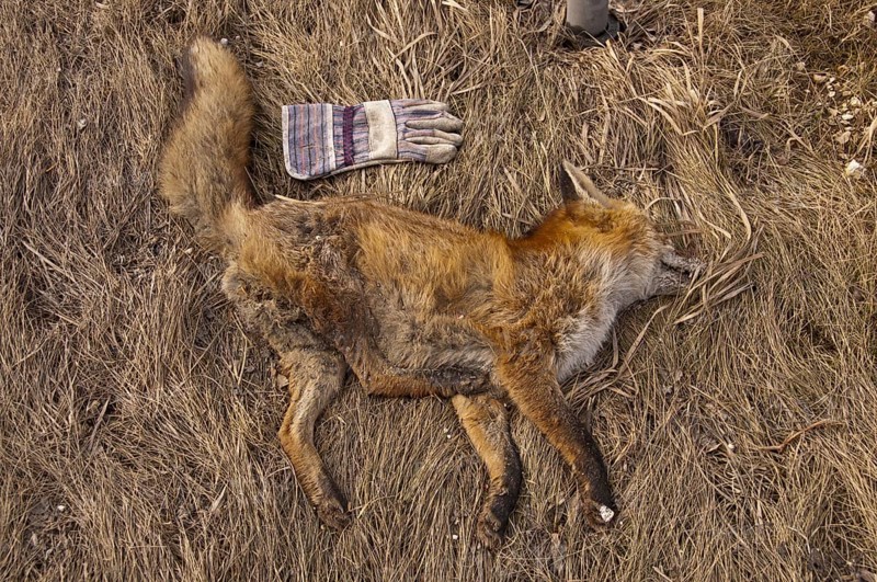 Dead red fox (Vulpes vulpes) at the roadside