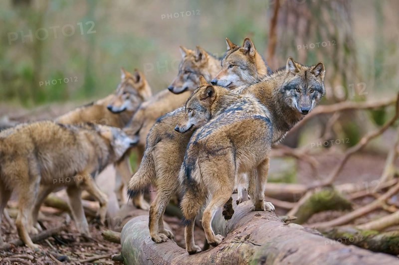 Wolf (Canis lupus), pack of wolves moving together through a dense forest, surrounded by trees and natural environment, Germany, Europe