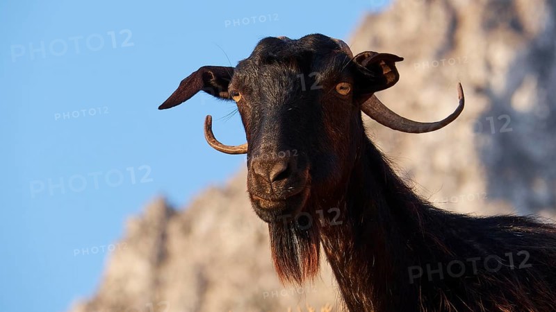 A goat with horns and beard stands at attention against a rocky background, sheep (e) or goat (n), ovis, caprae, Crete, Greek Islands, Greece, Europe