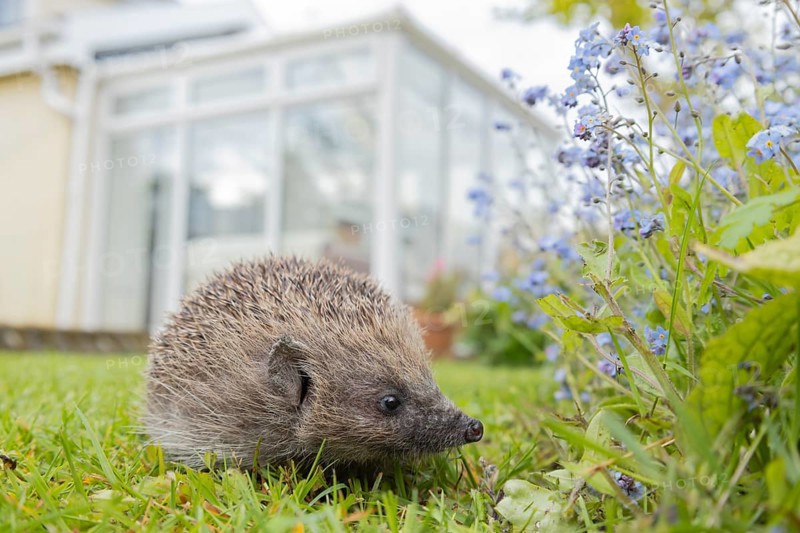 European hedgehog (Erinaceus europaeus) adult animal on an urban garden grass lawn in the spring with a house in the background, England, United Kingdom, Europe