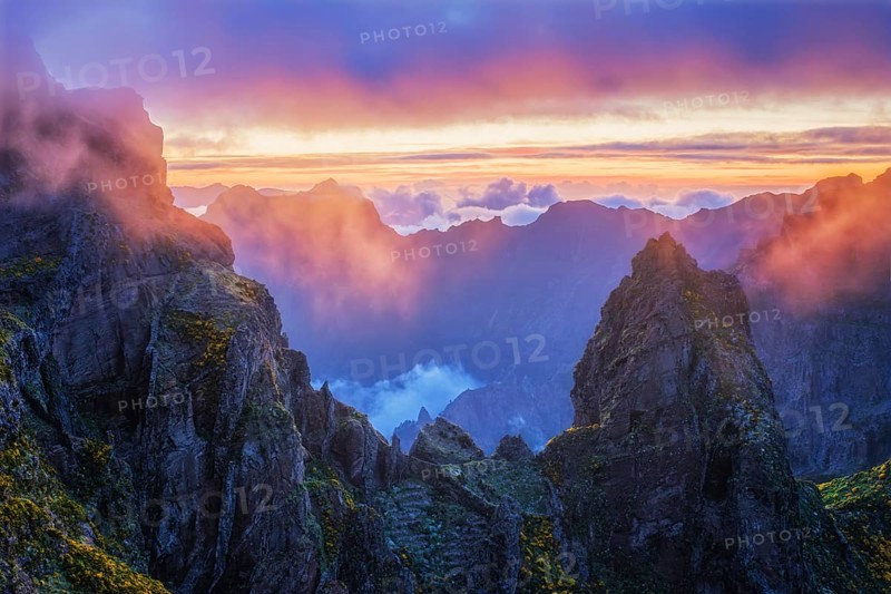 Mountains on sunset covered in fog and clouds with blooming Cytisus shrubs. Near Pico de Arieiro, Madeira island, Portugal, Europe