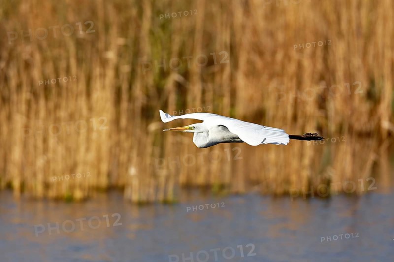 Great White Egret (Ardea alba) in flight over the water in front of a reed edge in the morning light, Flusslandschaft Peenetal nature park Park, Mecklenburg-Western Pomerania, Germany, Europe