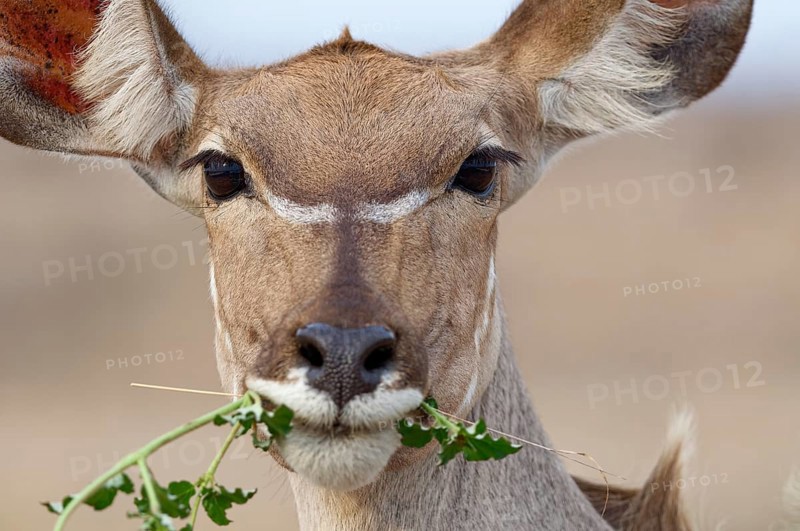Greater kudu (Tragelaphus strepsiceros), adult female feeding on plants, looking at camera, head close-up, animal portrait, Kruger National Park, South Africa, Afr, Africa