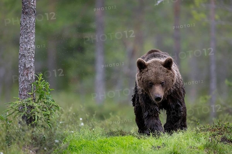 Brown bear (Ursus arctos) in the Finnish taiga, Kuusamo, Finland, Europe