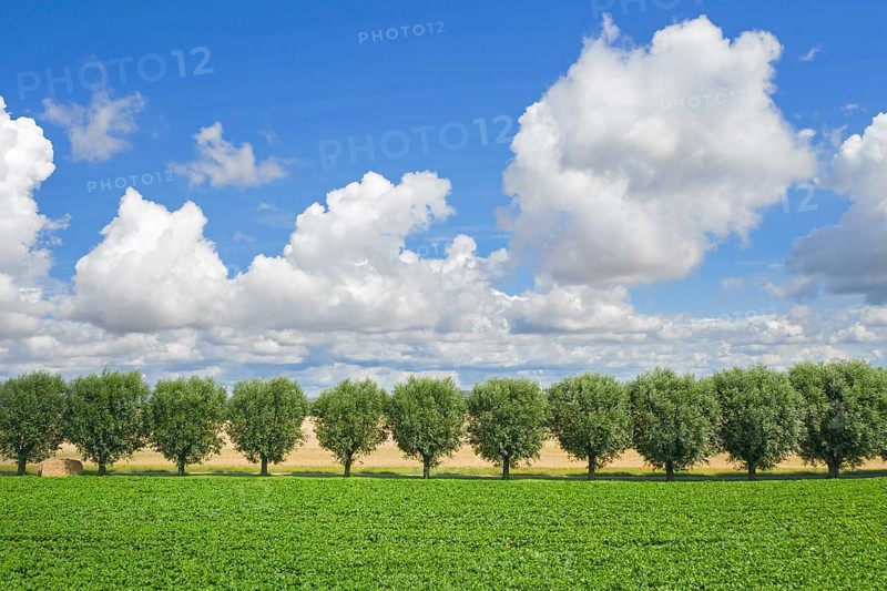 Row of white willows (Salix alba) trees lining country road, dirt road along field on a cloudy day in summer