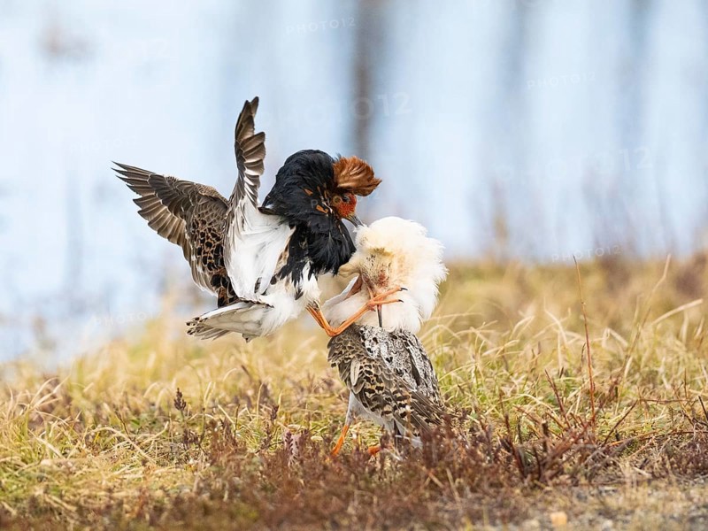 Ruff (Calidris pugnax) two males in breeding plumage at lek, fighting over female, Pokka, Finnish Lapland