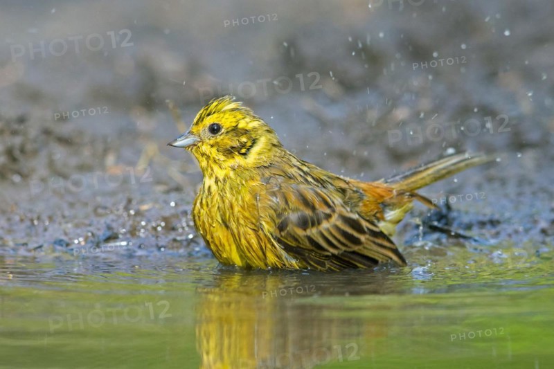 Yellowhammer (Emberiza citrinella) male bathing in shallow water from pond, rivulet in summer