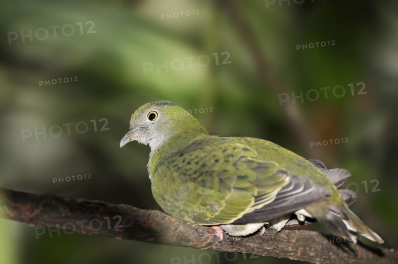Superb fruit dove (Ptilinopus superbus), female, captive, occurring in Asia and Australia