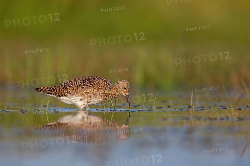 Ruff (Philomachus pugnax), female, Narew, Bialystok, Podlasie, Poland, Europe