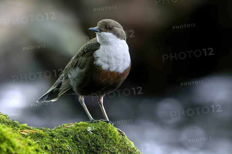 White-throated dipper, Central European dipper (Cinclus cinclus aquaticus) resting on rock covered in moss in stream, river