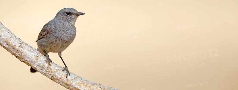 Blackstart, (Cercomela melanura), Grey Chat, Ayn Hamran, Salalah, Dhofar, Oman, Asia