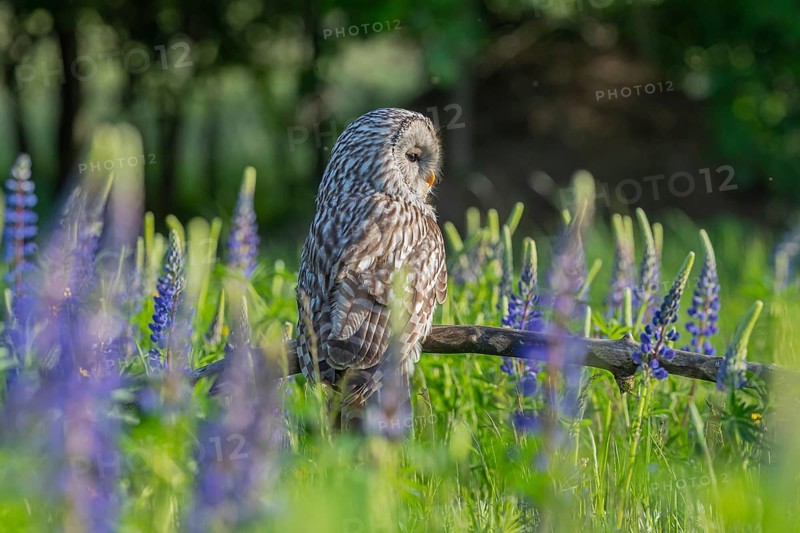 One Ural owl (Strix uralensis) sitting on a branch lying in a field of flowering lupines in late evening light