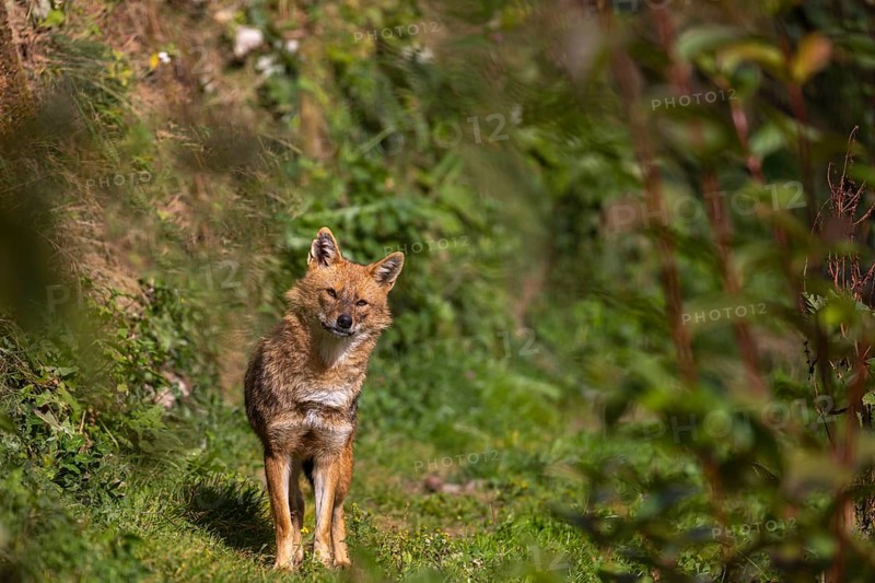 One golden jackal (Canis aureus) walking through dense green vegetation