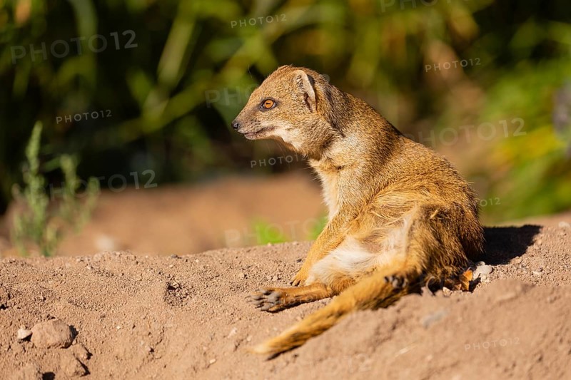 One yellow mongoose, Cynictis penicillata, or red meerkat resting on sand, eyes open