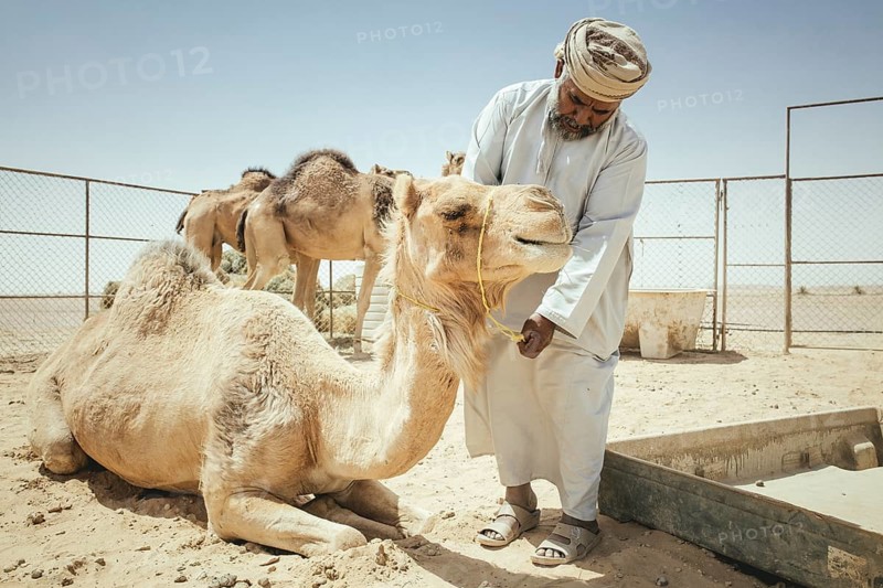 Camel breeder with dromedaries (Camelus dromedarius) on his farm near Shisr, Dhofar, Oman, Asia