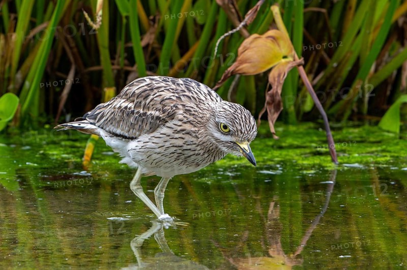 Eurasian stone-curlew, Eurasian thick-knee (Burhinus oedicnemus) foraging in shallow water of pond in autumn, fall