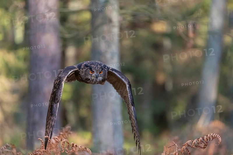 One Eurasian Eagle Owl, Bubo bubo, flying thru a forest with ferns on the ground
