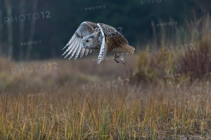 One Siberian Eagle Owl (Bubo bubo sibiricus) flying over tall reed grass lakeshore on an autumnal misty cold morning
