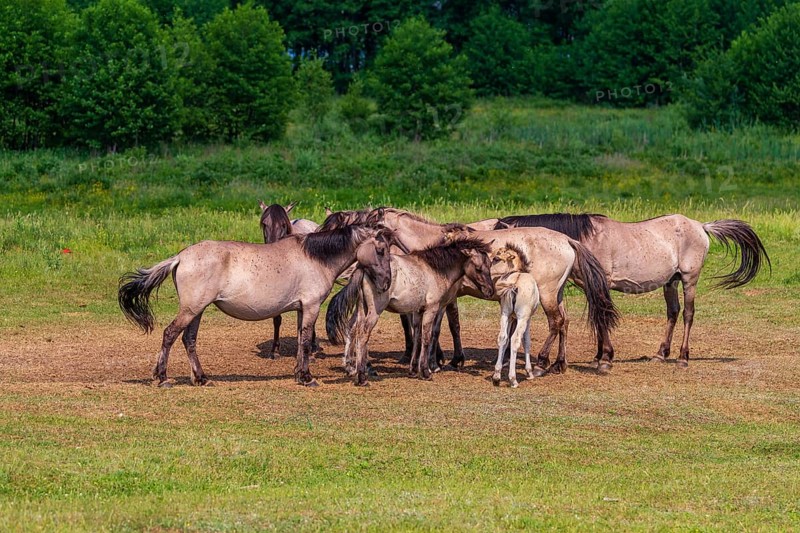A herd of tarpans (Equus ferus) stands in a clearing in the Masuria tarpan horse reserve, belonging to the scientific station in Popielno, Masuria, North Poland