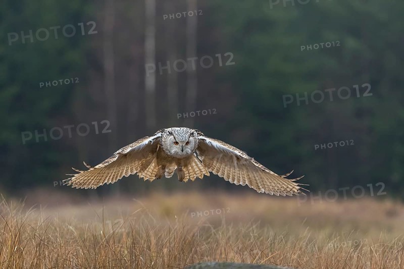 One Siberian Eagle Owl (Bubo bubo sibiricus) landing on a rock between tall reed grass lakeshore on an autumnal misty cold morning