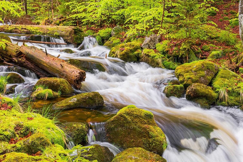 Kleine Ohe creek below Waldhaeuser village in the Bavarian Forest Nationalpark. Flowing water, little cascades, mossy stones and fresh green vegetation