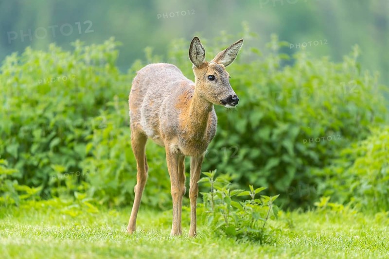 One female Roe Deer, (Capreolus capreolus), walking thru a thicket of stinging nettle in late evening light. Some green trees in the background