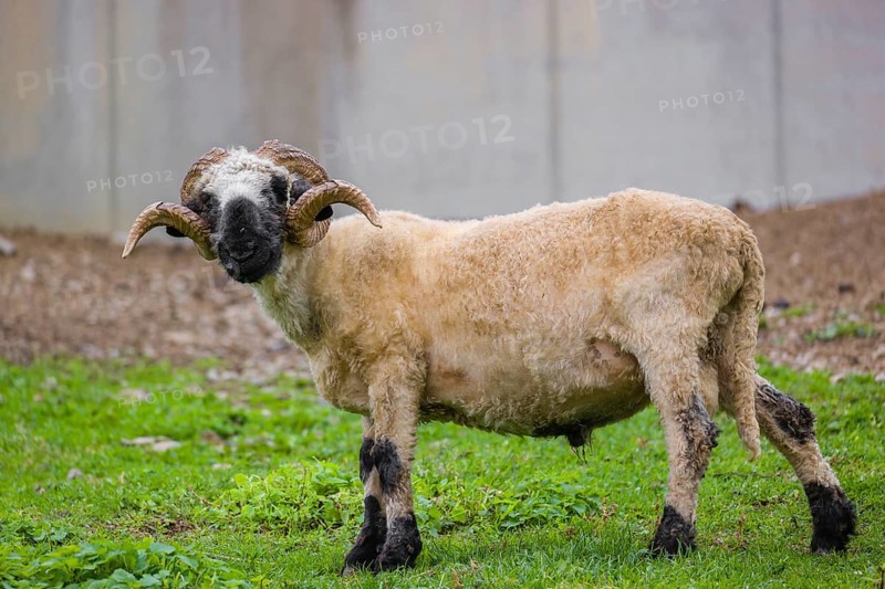 A male Valais Blacknose sheep (Avis Aries) stands on a green meadow on hilly ground