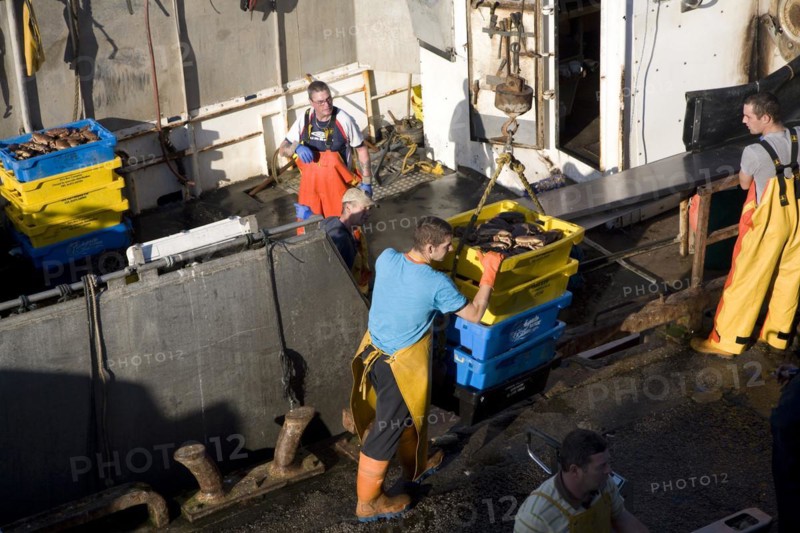 Fishing harbour unloaded fresh catch Bridlington, Yorkshire, England, United Kingdom, Europe
