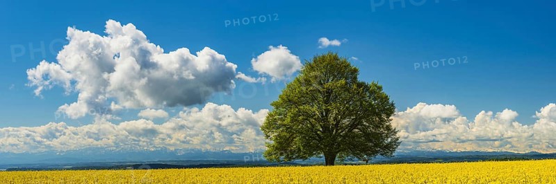 Lime tree (Tilia) on the Hödinger Berg, Hödingen, Lake Constance district, Upper Swabia, Baden-Württemberg, Germany, Europe