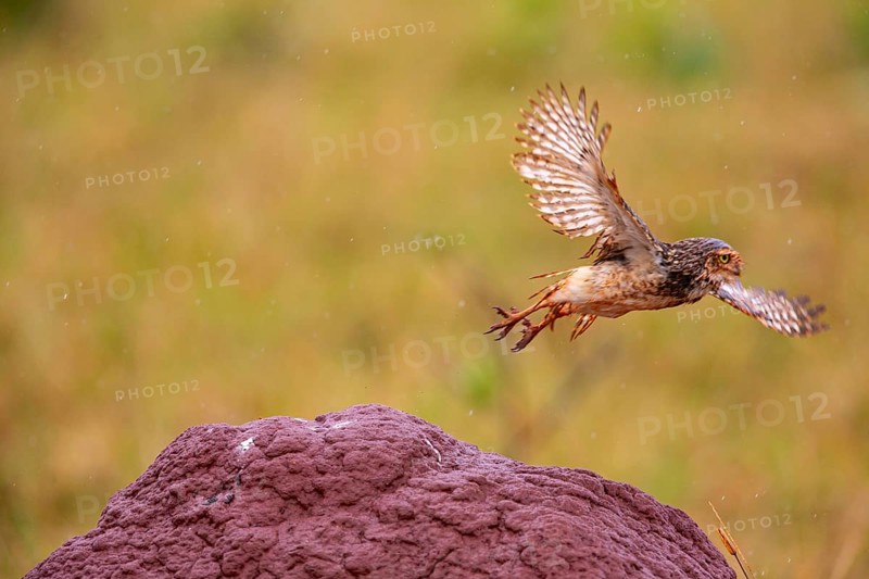 Burrowing owl (Speotyto cunicularia) Pantanal Brazil