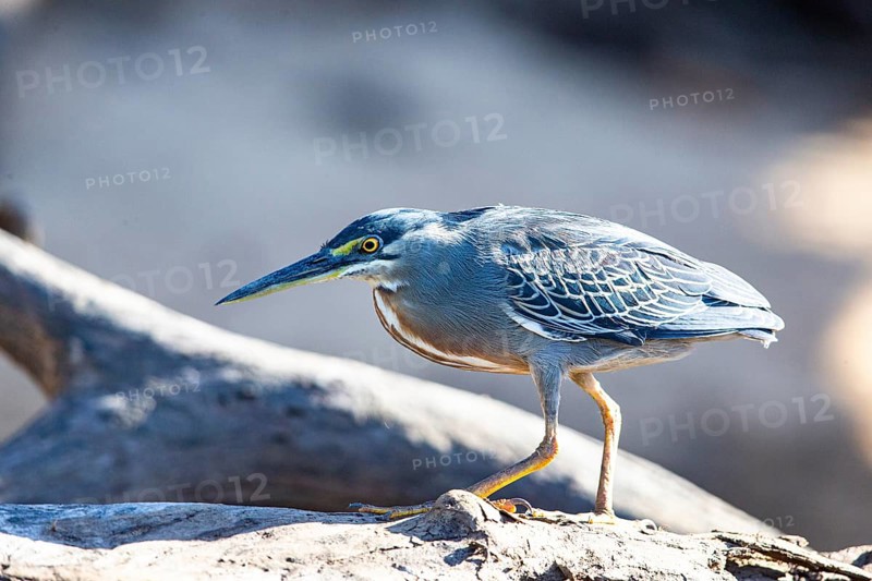 Mongrove Heron (Butorides striatus) Pantanal Brazil