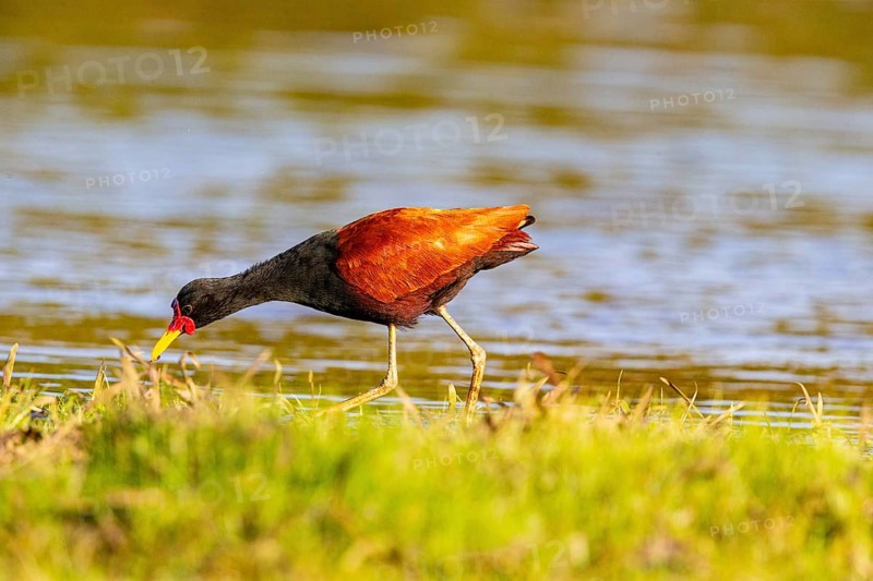 Red-fronted leaflet (Jacana jacana) Pantanal Brazil
