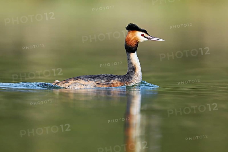 Great crested grebe (Podiceps scalloped ribbonfish), floating on the water in the morning light, Flachsee, Canton Aargau, Switzerland, Europe