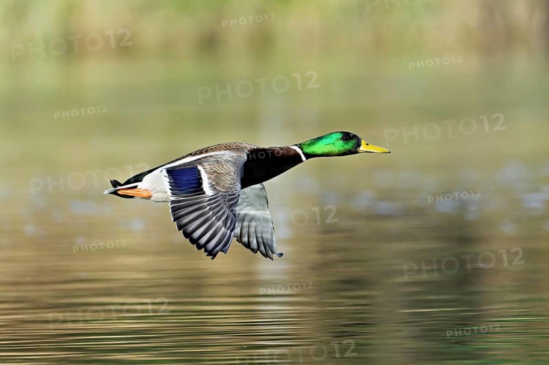Mallard (Anas platyrhynchos), drake in flight, Switzerland, Europe