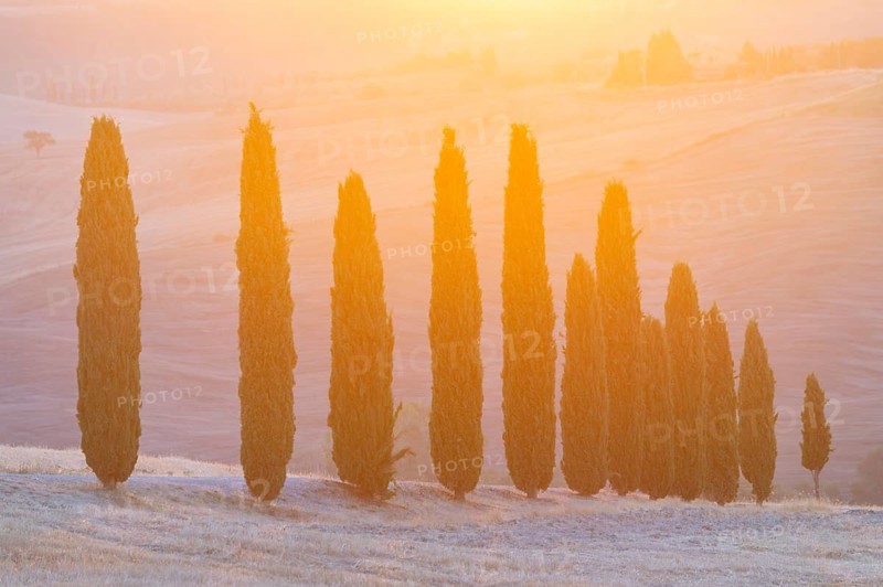 Cypress tres in a typical Tuscan landscape in Val d'Orcia with hills at sunrise in summer, Tuscany, Italy, Europe