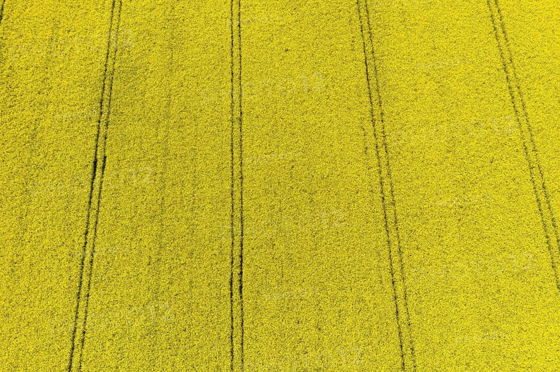 Aerial view of traces in a flowering rape field (Brassica nappa), district of Leipzig, Saxony, Germany, Europe