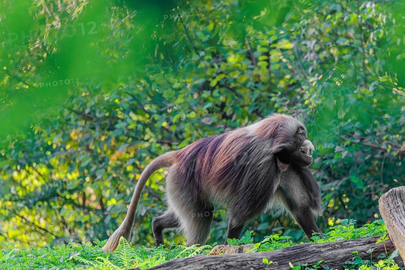 An adult male gelada (Theropithecus gelada), or bloodheart monkey, runs across a green meadow. A green forest can be seen in the background