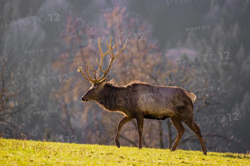 An Altai maral stag, Altai wapiti or Altai elk (Cervus canadensis sibiricus) stands in a meadow in the late light of the day