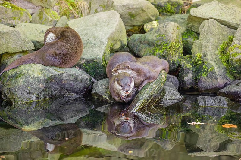 Three oriental small-clawed otter or Asian small-clawed otter (Aonyx cinerea) are standing on a rocky shore, one of them is eating a fish The otters are reflected in the smooth water