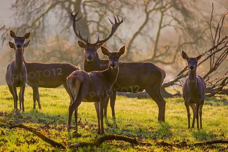 A herd of red deer hind and a stag (Cervus elaphus) stand backlit on a meadow. Early morning light with a forest in mist and fall foliage in the background