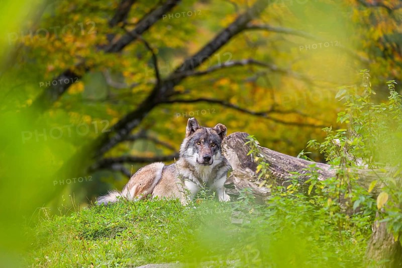 A Eurasian gray wolf (Canis lupus lupus) lies on top of a small hill between rocks and rotting tree trunks. Behind it you can see a tree in intense autumn colors