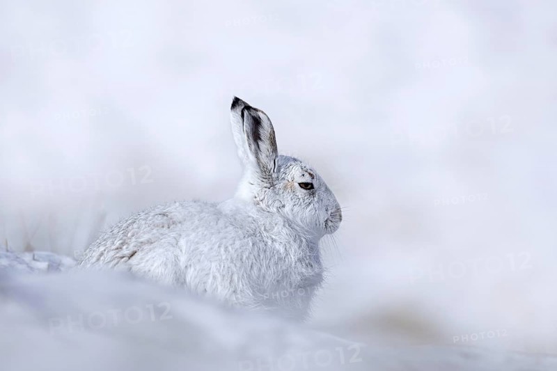 Mountain hare, alpine hare, snow hare (Lepus timidus) in white winter pelage resting in the hills in late winter, Cairngorms National Park, Scotland, United Kingdom, Europe