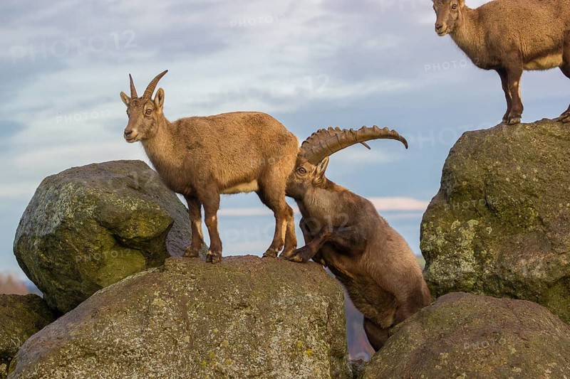 Two ibex (Capra ibex), a male and a female, stand on a rock. The male shows some flehming and sniffs on the female