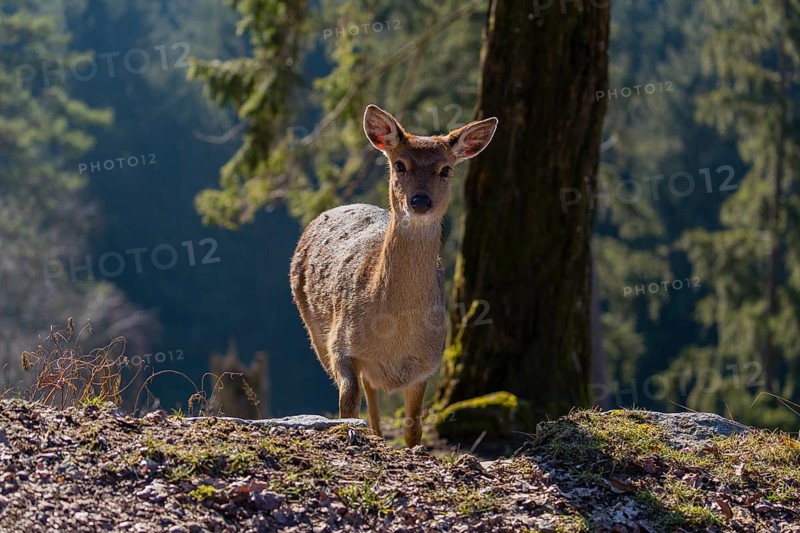 One female Manchurian sika deer or Dybowski's sika deer (Cervus nippon mantchuricus or Cervus nippon dybowskii) stands at a forest edge on hilly ground. Backlight