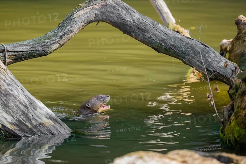 A giant otter or giant river otter (Pteronura brasiliensis) swims in a small river